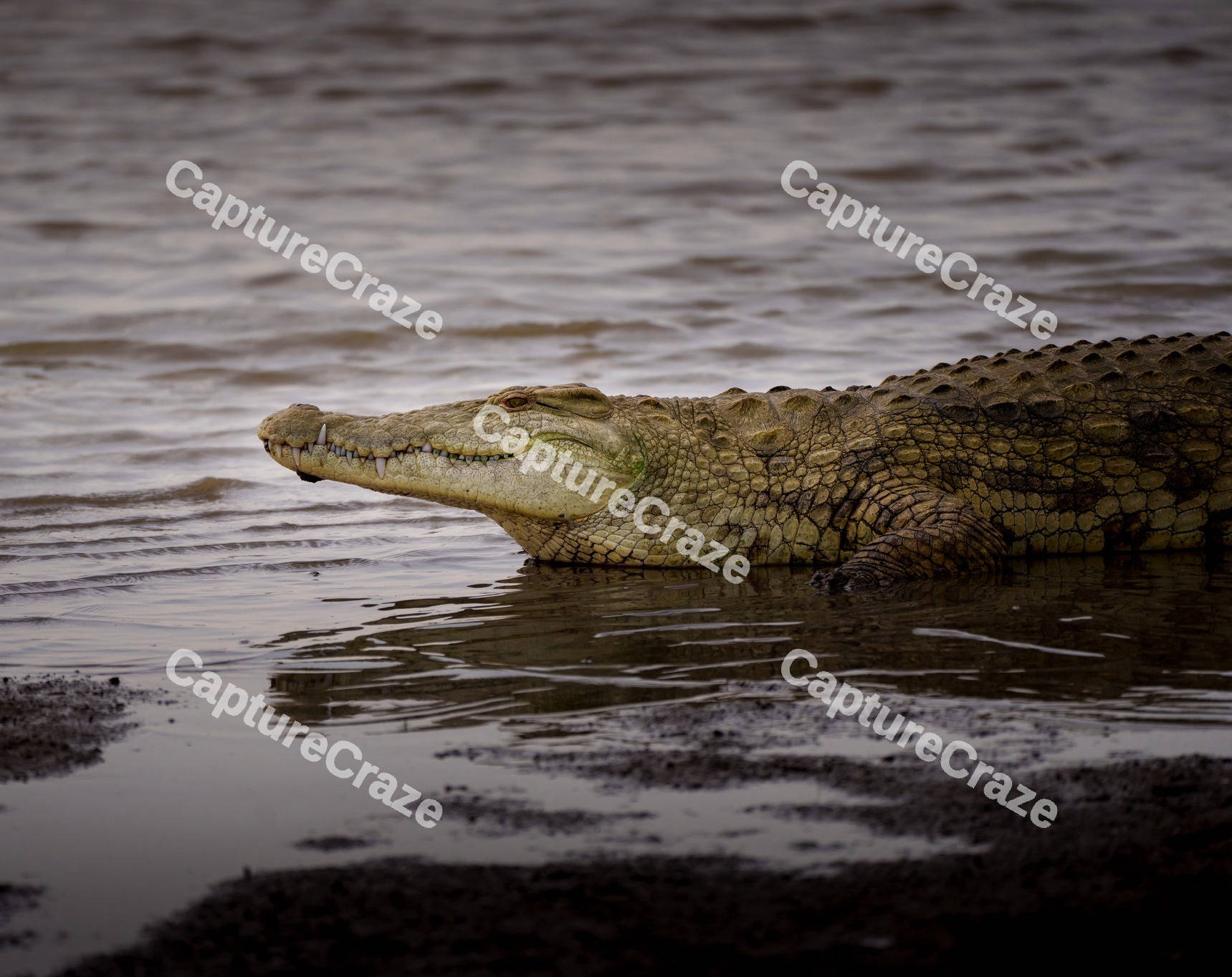 Nile crocodile resting